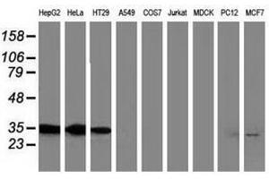 Image no. 3 for anti-Annexin A3 (ANXA3) antibody (ABIN1496646) (Annexin A3 anticorps)