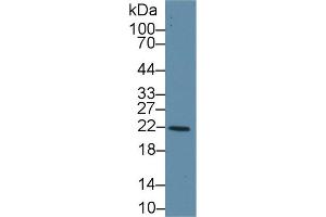 Western Blot; Sample: Human Liver lysate; Primary Ab: 1µg/ml Rabbit Anti-Human GSTk1 Antibody Second Ab: 0.