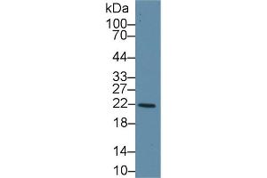 Western Blot; Sample: Human Liver lysate; Primary Ab: 1µg/ml Rabbit Anti-Human GSTk1 Antibody Second Ab: 0. (GSTK1 anticorps  (AA 7-222))