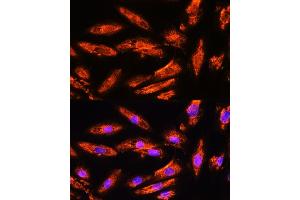 Immunofluorescence analysis of H9C2 cells using BNP Rabbit pAb (ABIN3023135, ABIN3023136, ABIN3023137, ABIN1513273 and ABIN6219406) at dilution of 1:100.