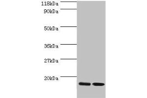 Western blot All lanes: RPL27 antibody at 2 μg/mL Lane 1: EC109 whole cell lysate Lane 2: 293T whole cell lysate Secondary Goat polyclonal to rabbit IgG at 1/15000 dilution Predicted band size: 16 kDa Observed band size: 16 kDa (RPL27 anticorps  (AA 2-136))