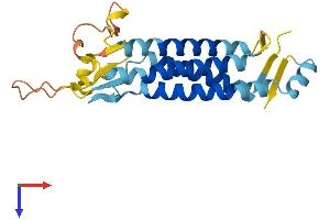 AlphaFold protein structure predicition of Mouse Recombinant Lhfpl2 Protein, UniprotID Q8BGA2