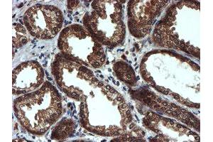 Image no. 9 for anti-Proteasome Subunit alpha 6 (PSMA6) antibody (ABIN1500463)