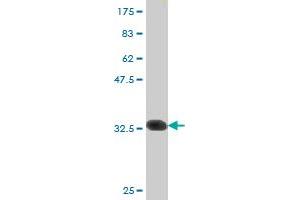 Western Blot detection against Immunogen (32.