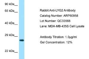 Western Blotting (WB) image for anti-Lysozyme G-Like 2 (LYG2) (N-Term) antibody (ABIN2788632) (LYG2 anticorps  (N-Term))