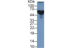 Rabbit Detection antibody from the kit in WB with Positive Control:  Sample Human Serum. (APOH Kit ELISA)