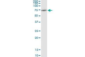 Immunoprecipitation of SOCS5 transfected lysate using anti-SOCS5 MaxPab rabbit polyclonal antibody and Protein A Magnetic Bead , and immunoblotted with SOCS5 purified MaxPab mouse polyclonal antibody (B01P) .