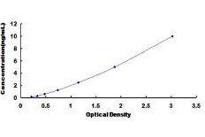 Checkpoint Kinase 1 (CHEK1) ELISA Kit