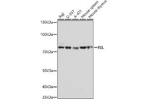 Western blot analysis of extracts of various cell lines, using REL antibody (ABIN3021649, ABIN3021650, ABIN3021651 and ABIN6215485) at 1:1000 dilution. (c-Rel anticorps  (AA 1-300))