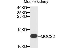 Western blot analysis of extracts of mouse kidney cells, using MOCS2 antibody. (MOCS2 anticorps)