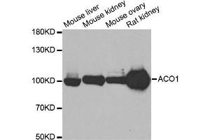 Western blot analysis of extracts of various cell lines, using ACO1 antibody. (Aconitase 1 anticorps)