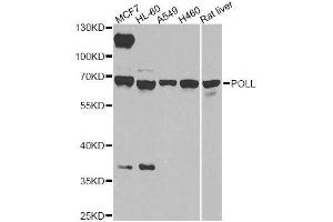 Western blot analysis of extracts of various cell lines, using POLL antibody. (POLL anticorps  (AA 421-575))