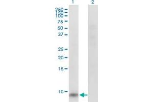 Western Blot analysis of GNG11 expression in transfected 293T cell line by GNG11 MaxPab polyclonal antibody.
