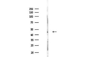 anti-Ciliary Neurotrophic Factor Receptor (CNTFR) (Internal Region) antibody