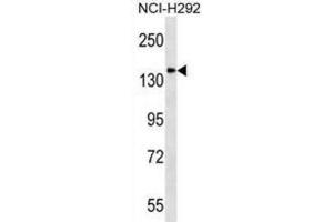 Western Blotting (WB) image for anti-Discs, Large (Drosophila) Homolog-Associated Protein 4 (DLGAP4) antibody (ABIN2998699) (DLGAP4 anticorps)