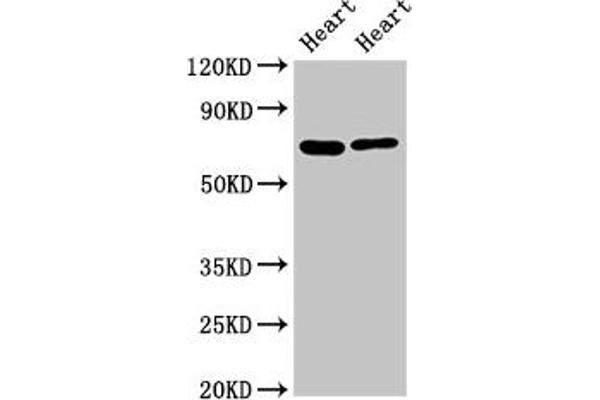 FASTKD2 anticorps  (AA 117-203)