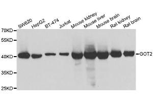 Western blot analysis of extracts of various cell lines, using GOT2 antibody. (GOT2 anticorps  (AA 30-200))