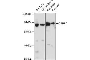 Western blot analysis of extracts of various cell lines, using GABRD antibody (ABIN7267323) at 1:1000 dilution.