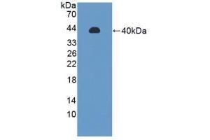 Detection of Recombinant PPP2R4, Rat using Polyclonal Antibody to Protein Phosphatase 2A Activator, Regulatory Subunit 4 (PPP2R4) (PPP2R4 anticorps  (AA 1-323))