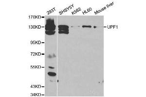 Western blot analysis of extracts of various cell lines, using UPF1 antibody.
