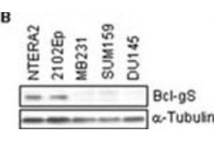 Western Blotting (WB) image for anti-BCL2-Like 14 (Apoptosis Facilitator) (BCL2L14) (BH3 Domain) antibody (ABIN2997105)