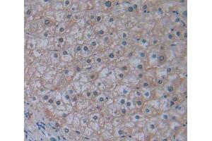 Used in DAB staining on fromalin fixed paraffin- embedded liver tissue (ABCB10 anticorps  (AA 492-738))