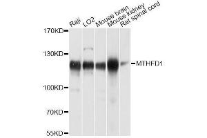 Western blot analysis of extracts of various cell lines, using MTHFD1 antibody. (MTHFD1 anticorps  (AA 1-270))