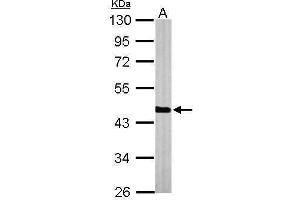 WB Image Sample (50 ug of whole cell lysate) A: Mouse brain 10% SDS PAGE antibody diluted at 1:1000
