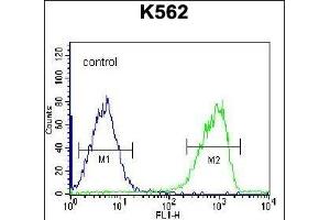 S3TC1 Antibody (C-term) (ABIN656513 and ABIN2845784) flow cytometric analysis of K562 cells (right histogram) compared to a negative control cell (left histogram). (SH3TC1 anticorps  (C-Term))