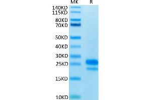 Human VEGF165 on Tris-Bis PAGE under reduced condition. (VEGF 165 Protéine)