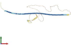 AlphaFold protein structure predicition of Human Recombinant GOLM1 Protein, UniprotID Q8NBJ4