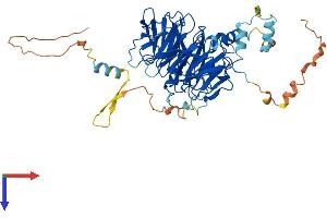 AlphaFold protein structure predicition of Mouse Recombinant Dcaf11 Protein, UniprotID Q91VU6