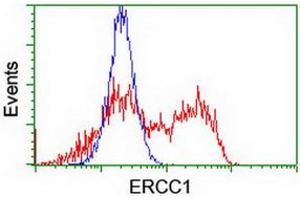 HEK293T cells transfected with either RC200478 overexpress plasmid (Red) or empty vector control plasmid (Blue) were immunostained by anti-ERCC1 antibody (ABIN2455609), and then analyzed by flow cytometry. (ERCC1 anticorps)