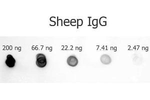 Dot Blot of Rabbit anti-Sheep IgG antibody Alkaline Phosphatase Conjugated. (Lapin anti-Mouton IgG (Heavy & Light Chain) Anticorps (Alkaline Phosphatase (AP)) - Preadsorbed)