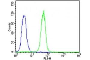 Flow cytometric analysis of K562 cells using CDK5 antibody (green) compared to an isotype control of rabbit IgG (blue)