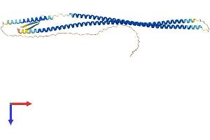 AlphaFold protein structure predicition of Human Recombinant KRT17 Protein, UniprotID Q04695