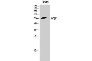 Western Blotting (WB) image for anti-Angiopoietin 1 (ANGPT1) (N-Term) antibody (ABIN3181025)