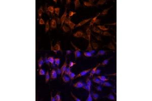 Immunofluorescence analysis of NIH-3T3 cells using YWHAH Polyclonal Antibody (ABIN6131142, ABIN6150348, ABIN6150349 and ABIN6224884) at dilution of 1:100 (40x lens).