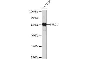 Western blot analysis of extracts of U-87MG cells, using LRRC14 Rabbit pAb (ABIN7268217) at 1:1000 dilution. (LRRC14 anticorps  (AA 1-280))