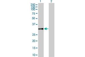 Western Blot analysis of MAPRE1 expression in transfected 293T cell line by MAPRE1 MaxPab polyclonal antibody. (MAPRE1 anticorps  (AA 1-268))