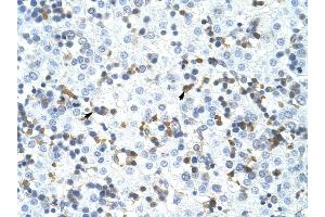 CPSF3 antibody was used for immunohistochemistry at a concentration of 4-8 ug/ml to stain Liver cell (arrows) in Human Liver.