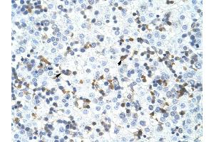 CPSF3 antibody was used for immunohistochemistry at a concentration of 4-8 ug/ml to stain Liver cell (arrows) in Human Liver. (CPSF3 anticorps  (C-Term))