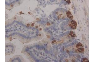 Detection of ITLN1 in Mouse Small intestine Tissue using Polyclonal Antibody to Intelectin 1 (ITLN1)