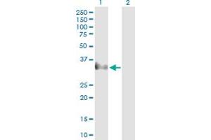 Western Blot analysis of CER1 expression in transfected 293T cell line by CER1 MaxPab polyclonal antibody. (CER1 anticorps  (AA 1-267))