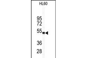 Western blot analysis of WISP1 Antibody (Center) (ABIN390187 and ABIN2840678) in HL60 cell line lysates (35 μg/lane).