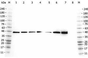 Western Blot of Rabbit anti-AHA1 antibody.