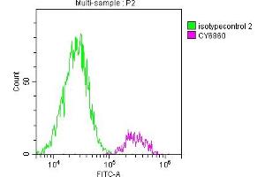 Overlay histogram showing 293 cells stained with ABIN7127803 (red line) at 1:50.
