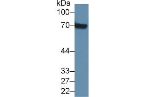 Western Blot; Sample: Mouse Kidney lysate; ;Primary Ab: 2µg/ml Rabbit Anti-Mouse a2PI Antibody;Second Ab: 0. (a2PI (AA 348-491) anticorps)