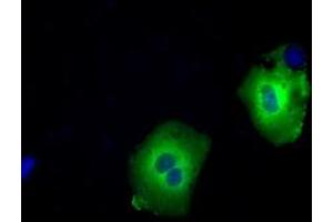 Image no. 2 for anti-Sorting Nexin 9 (SNX9) antibody (ABIN1501048)