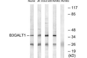Western Blotting (WB) image for anti-UDP-Gal:betaGlcNAc beta 1,3-Galactosyltransferase, Polypeptide 1 (B3GALT1) (Internal Region) antibody (ABIN1850896) (B3GALT1 anticorps  (Internal Region))